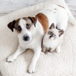 Beautiful dog and a small cat are sitting on a soft white pillow. A kitten and a puppy together at home. Cozy home concept